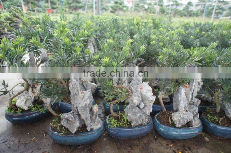 Stone Bonsai Podocarpus Macrophyllus for Decoration