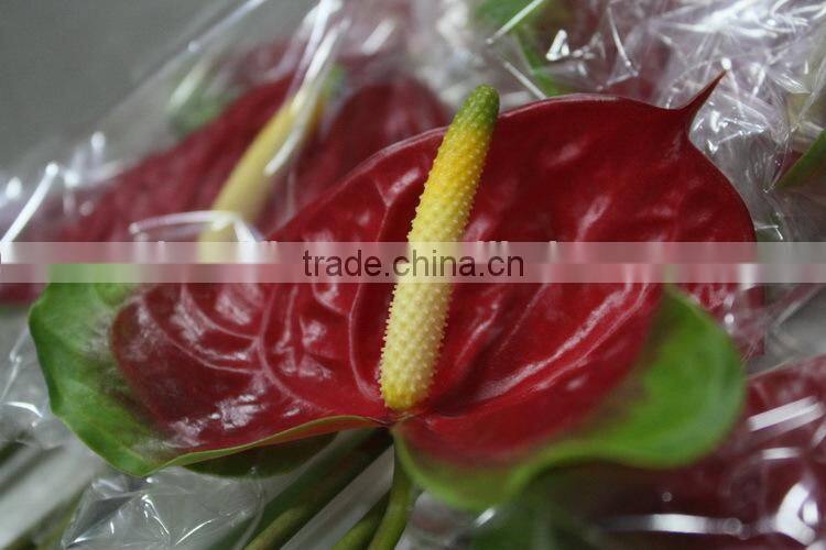 Pure and mild flavor newest 100% fresh cut antirrhinum