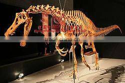 Exhibition Dinosaur Skeleton Replica Of Irritator