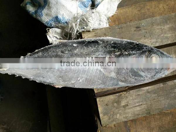 selling frozen fresh seafood tuna fish whole round 1kg up
