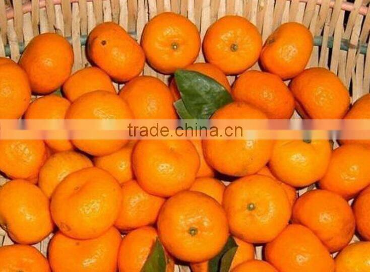 Fresh Mandarin Orange Type tangerine oranges in Bangladesh