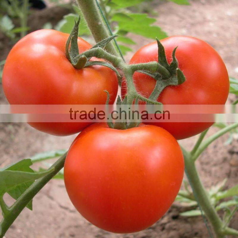 Fresh Tomato Exporter