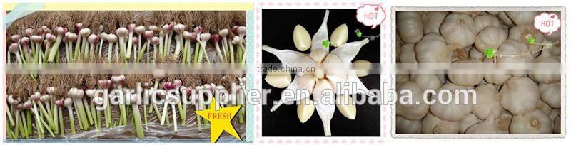 CHINA GARLIC CROP 2015