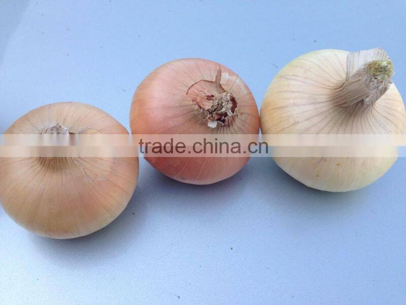fresh onion from egypt high quality