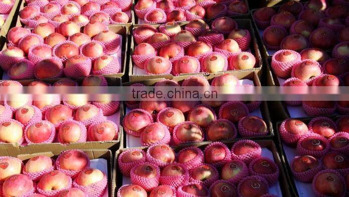 China supplier of Fresh red delicious bulk fresh apples Hanfu apple products