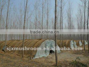 Best-selling smooth shiitake mushroom