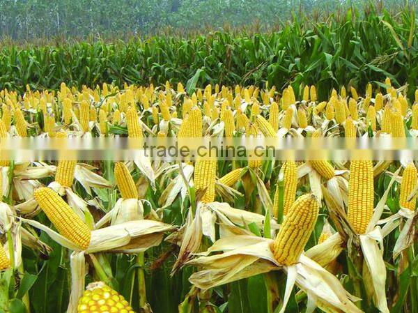 Huahong brand corn harvester machine for sale