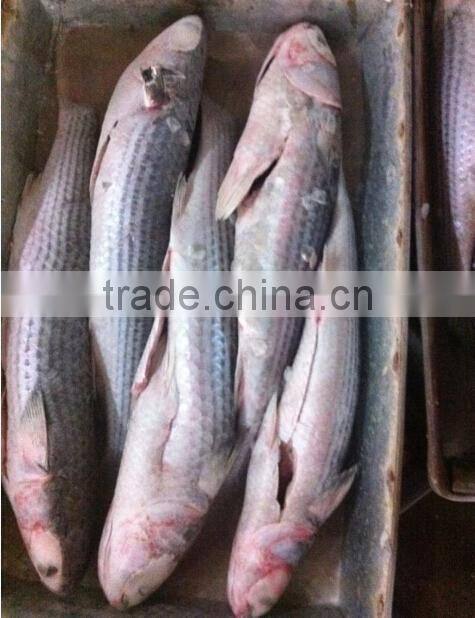 Whole Round Frozen Mullet Fish