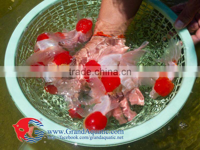 high quality gold fish for Aquarium fish importer