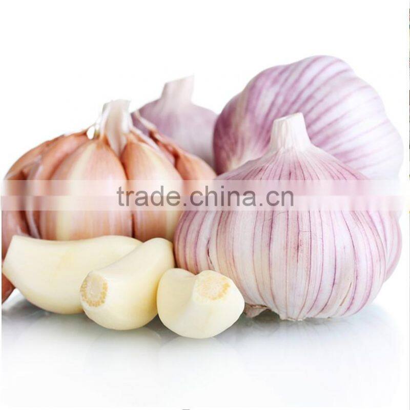 wholesale Chinese purple and white garlic