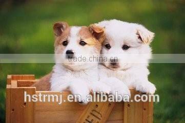 Good WPC Extrusion Mould For Animal Box