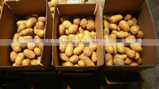 New crop sweet potato buyers with high quality