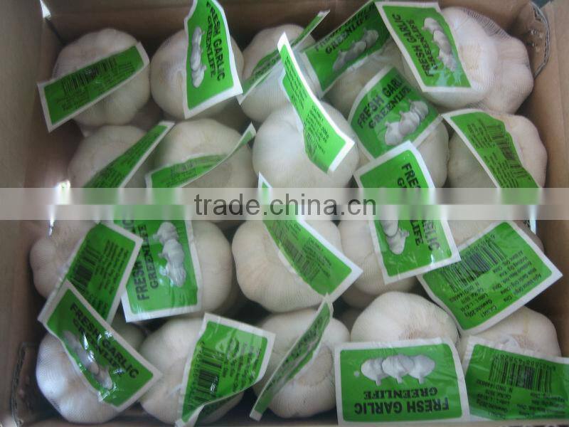 2014 new fresh normal white garlic