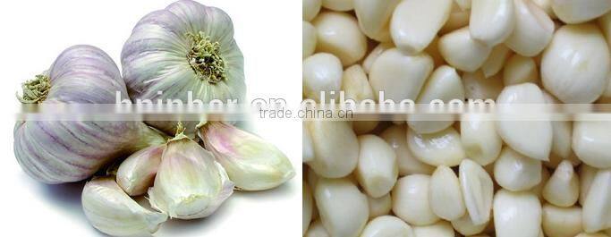 INGS-400 hot sale garlic separating machine with ISO
