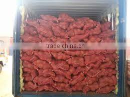 Fresh Indian Coconut in Semi Husked