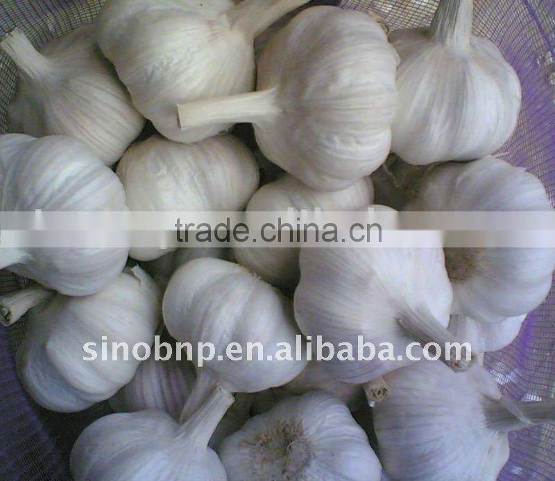 Pure Natural and High Quality Garlic Extract Oil from BNP