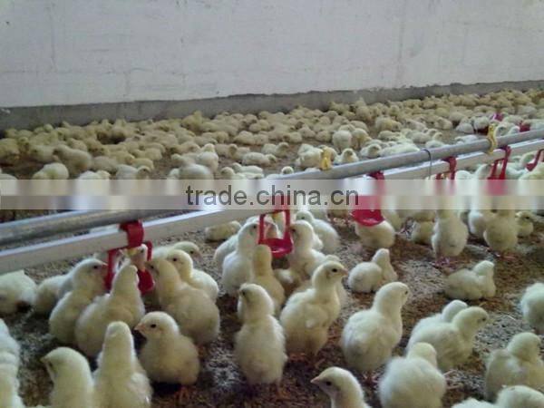 Complete automatic poultry farming equipment feeder for broiler