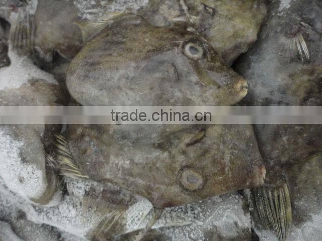 frozen leather jacket fish