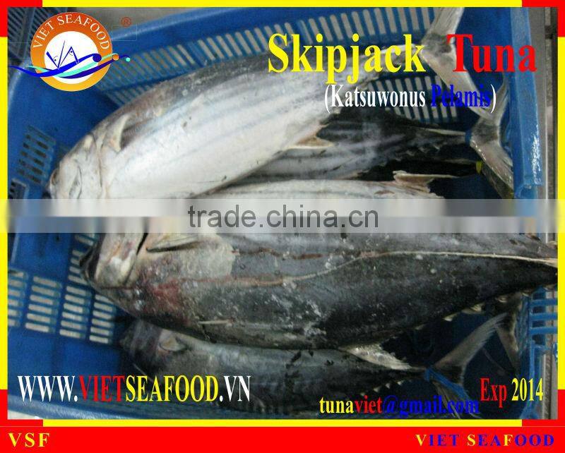 FROZEN SKIPJACK TUNA WHOLE ROUND