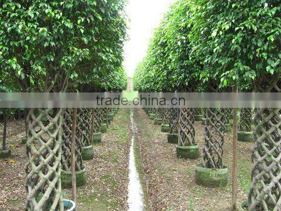Ficus cage shape square shape 2m