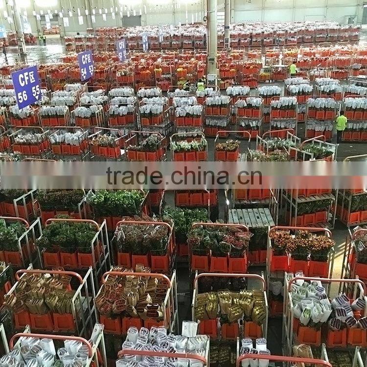 Beautiful Best-Selling blue flowers roses