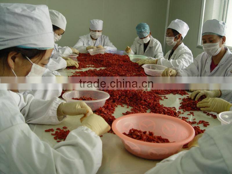Chinese herb gouqi berry(goji)