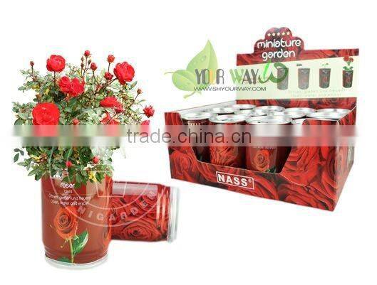 Tin can flower,rose seeds in can