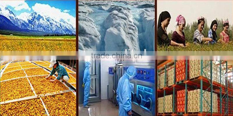 Super new harvest fresh dry flower tea anti diabetes traditional herbs kun lun mountain dried snow chrysanthemum herbal tea