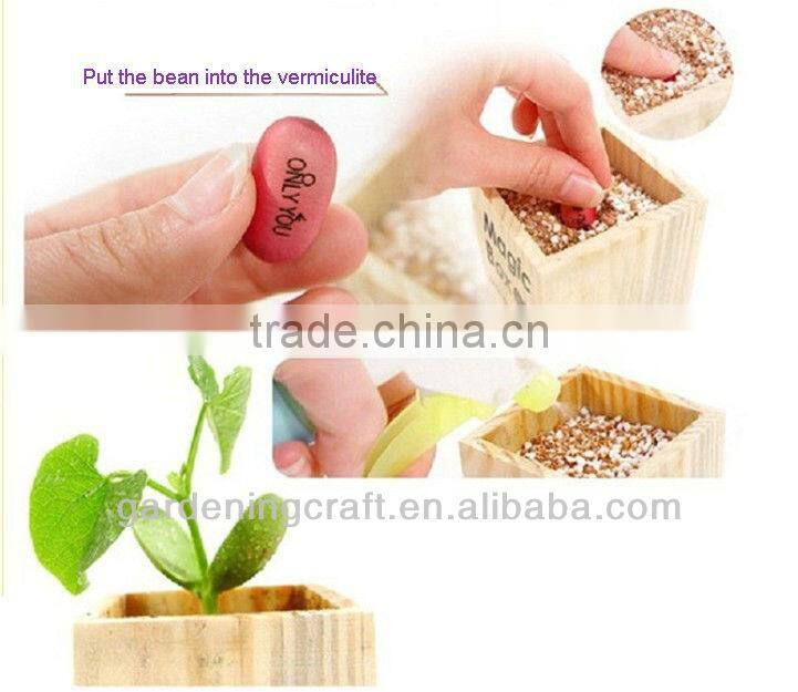 import china products bonsai tree magic growing message beans
