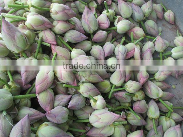 Fresh Lotus Flower Importers in Malaysia / Singapore / Dubai / Canada / US