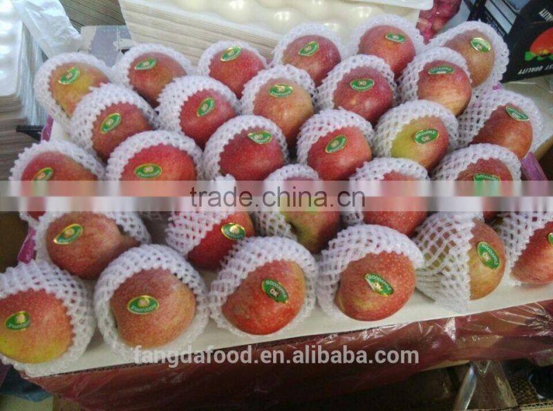 Moutain high red colour qinguan apple