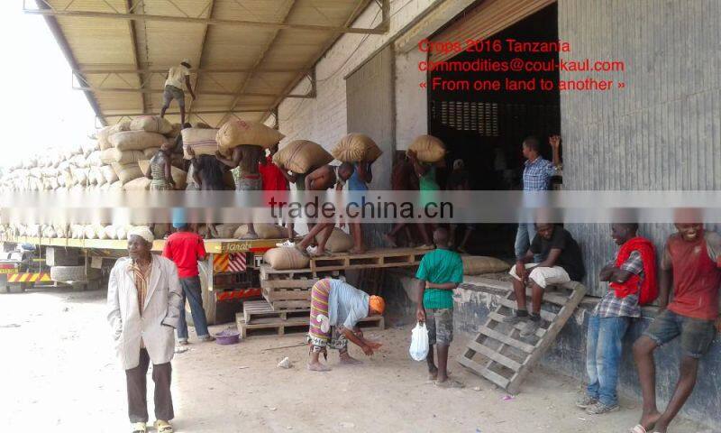 Very good Tanzania raw cashew nuts ( Tanzania contact: 255 682 294 635)