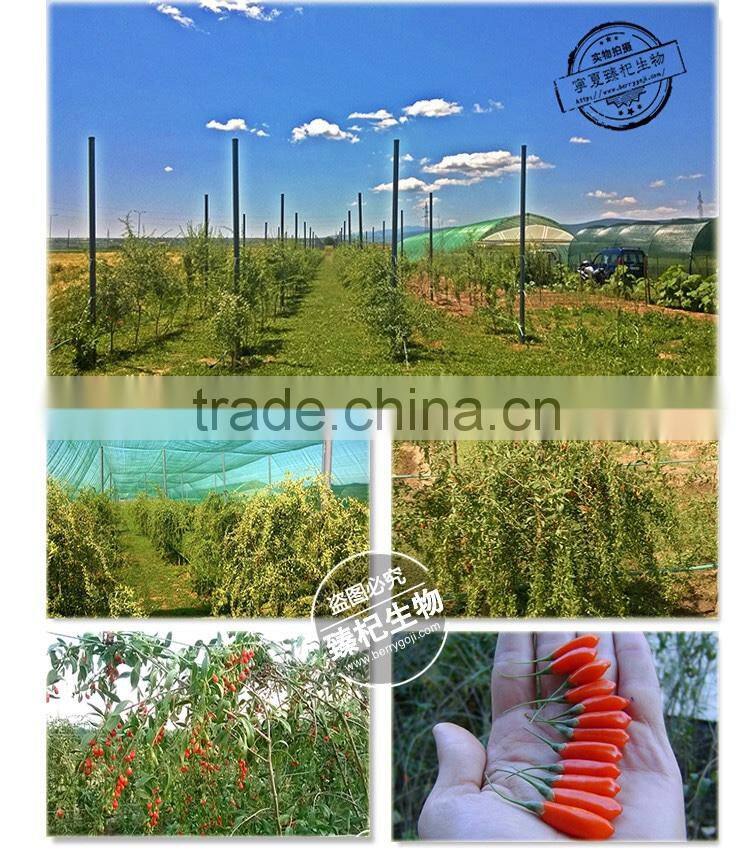 Farm Supply Goji berries Ningxia origin