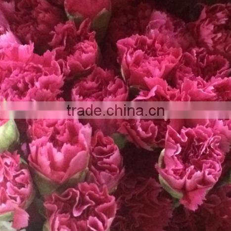 Carnation flower fresh cut carnation