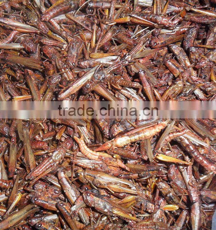 Dog treats dried grasshopper organic pet food