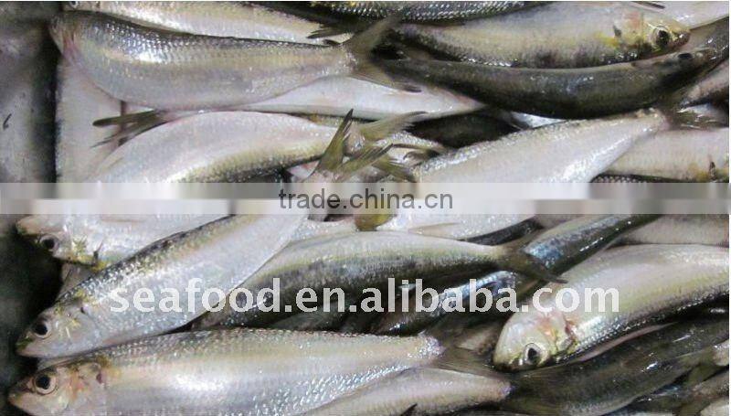 frozen whole sardines