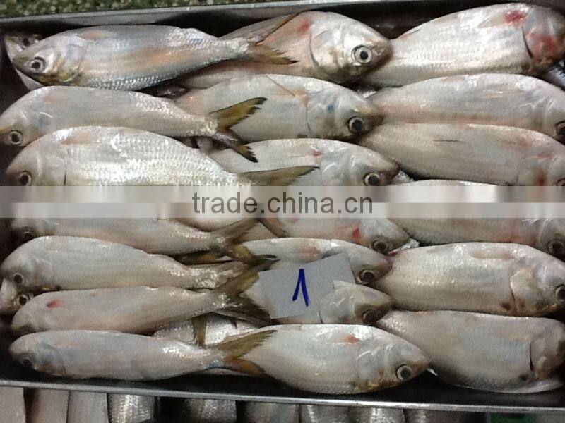 Sardines