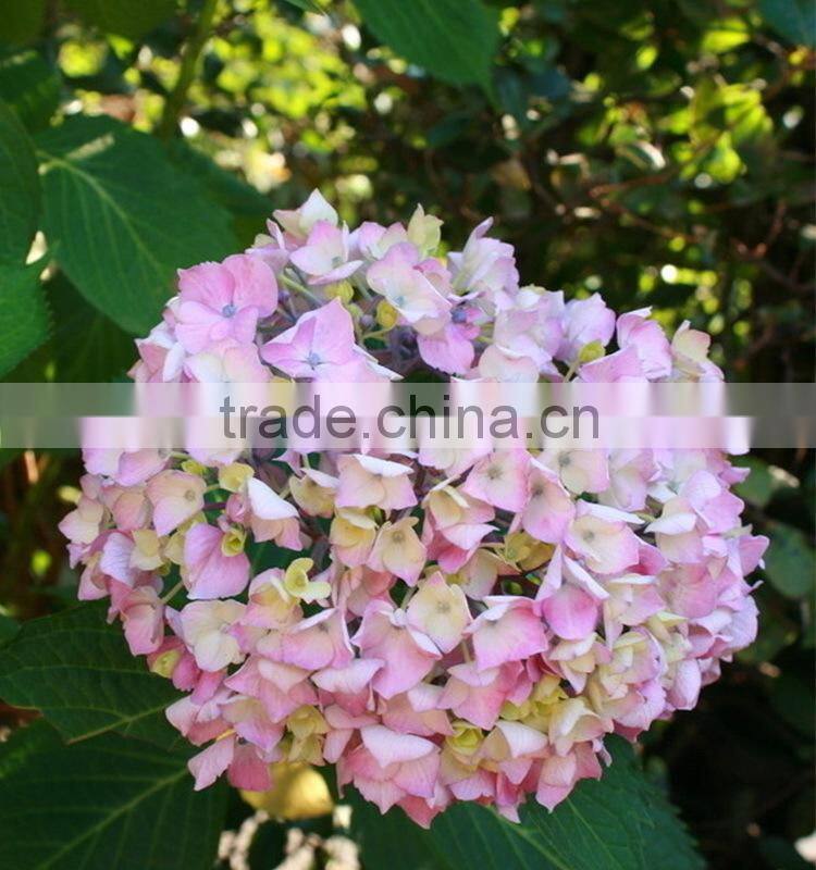 Factory hotsell hydrangea bundle