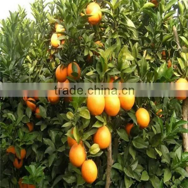 Factory Supply blood orange
