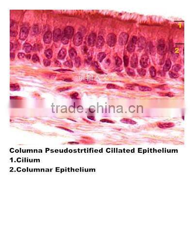 Medical slides/ Prepared Microscope Histology slides/Epithelium Sec. Slides