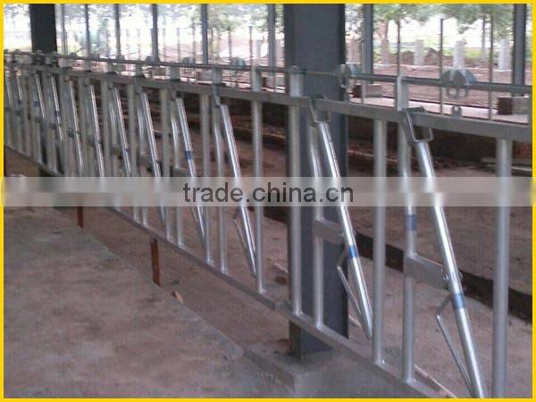 KLN dairy farm head-lock for cow