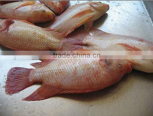 Frozen fish from live fish farm for sale