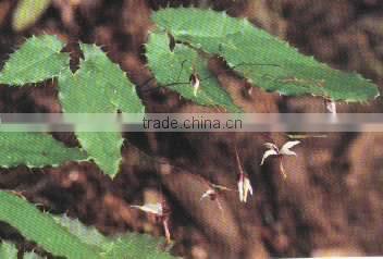 BNP Provides Penis Herbal Medicine Horny Goat weed Extract Powder