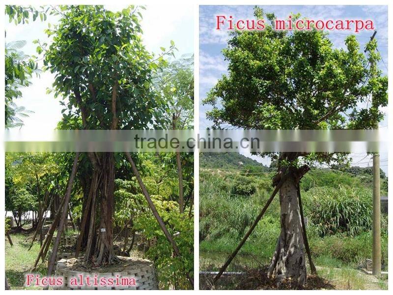 Outdoor Landscaping tall Ornamental green decorative Plants
