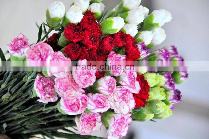 Fresh cut carnation flower