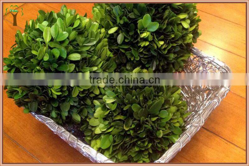 decorative table preserved boxwood ball