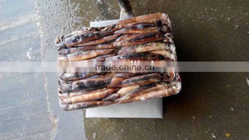 Frozen Squid Frozen Illex Argentinus Squid