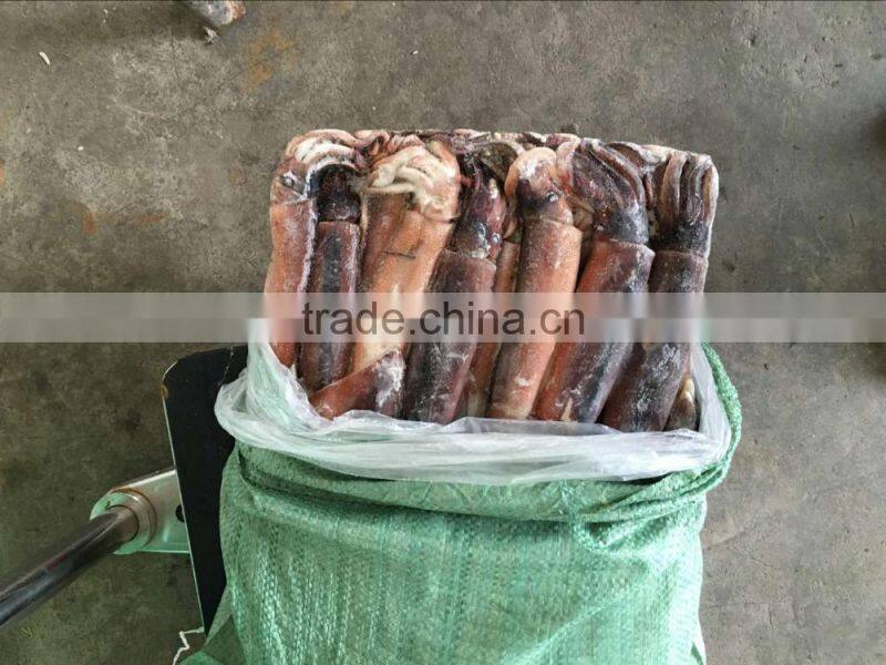 Frozen Squid Frozen Illex Argentinus Squid
