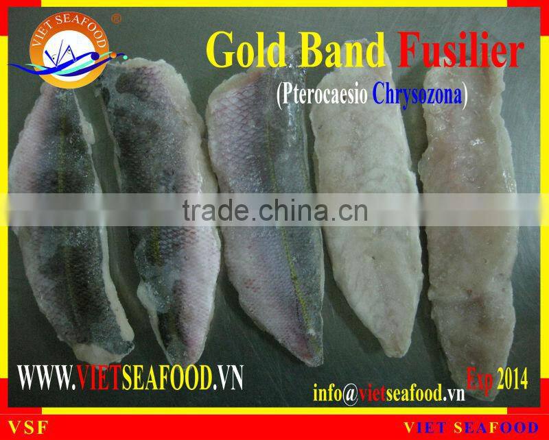 FROZEN GOLD BAND FUSILIER FILLET