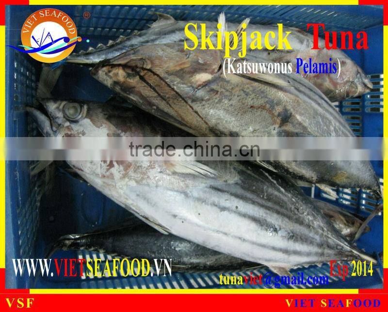 FROZEN SKIPJACK TUNA WHOLE ROUND